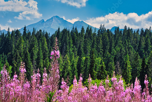 meadow with flowers