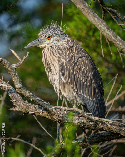 Foto Yellow Crowned Night Heron