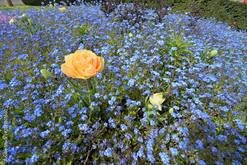 Forget-me-nots and tulips blooming in the Trocadéro Gardens, Paris, France, April 11, 2022