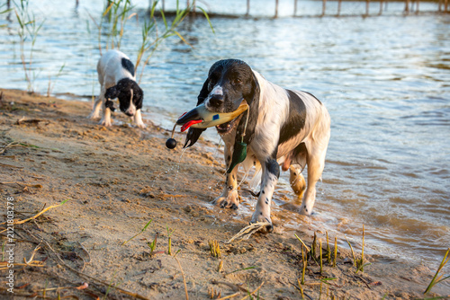 A wet hunting spaniel carries a plastic toy duck for dog training in its mouth to its owner on the shore of a lake in the evening sun. Walking with dogs in the summer outside the city.