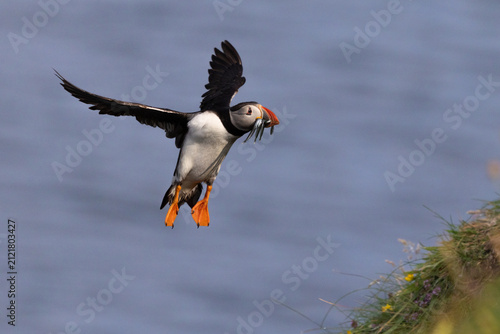 фотографія Puffin with fish in its beak, in flight over the sea, Orkney, Scotland