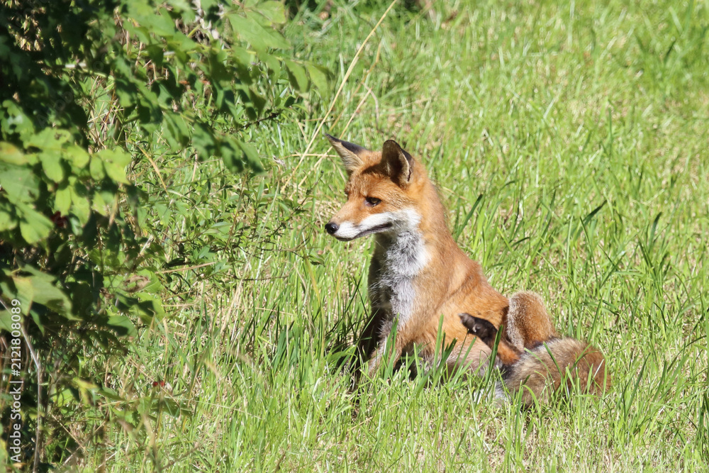 Fototapeta premium Rotfuchs / Red fox / Vulpes vulpes