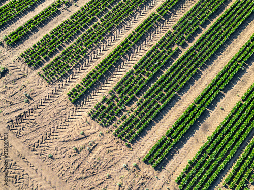 Geometrische Muster in der Landwirtschaft: Pflanzenreihen und Traktorspuren