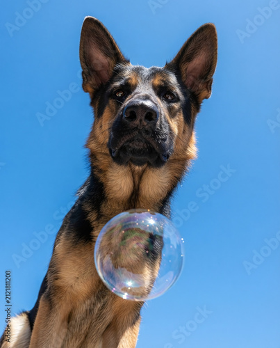 Low angle portrait of an alert purebred German Shepherd dog looking directly into the camera lens with a large transparent bubble floating in front of its chest against a solid blue sky background