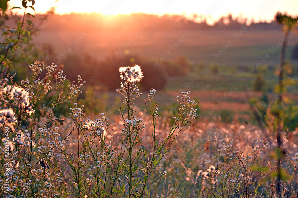 Obraz premium Delicate background with meadow grass and beautiful spikelets. at sunset, evening time. autumn season, natural texture grass. blooming tender field flowers in grass. close-up blurred background
