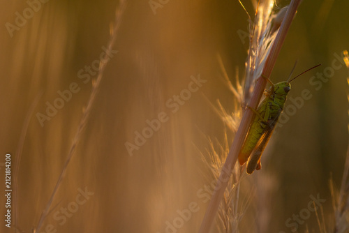 Green grasshopper on sunlit meadow grass in spring