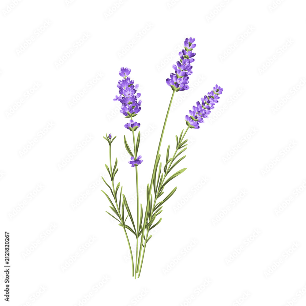 Obraz premium Purple lavender flower vector botanical element on white background