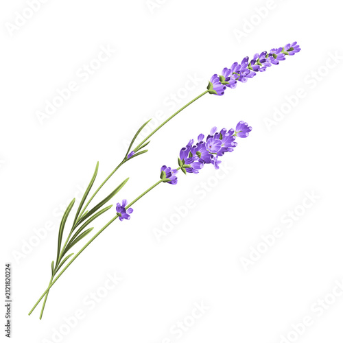 Elegant purple lavender bouquet on white, vector illustration