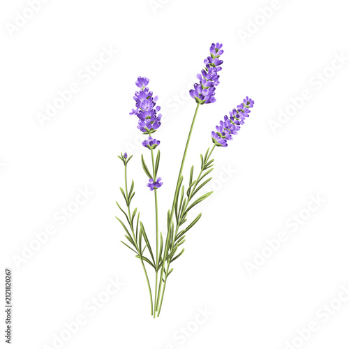 Purple lavender flower vector botanical element on white background