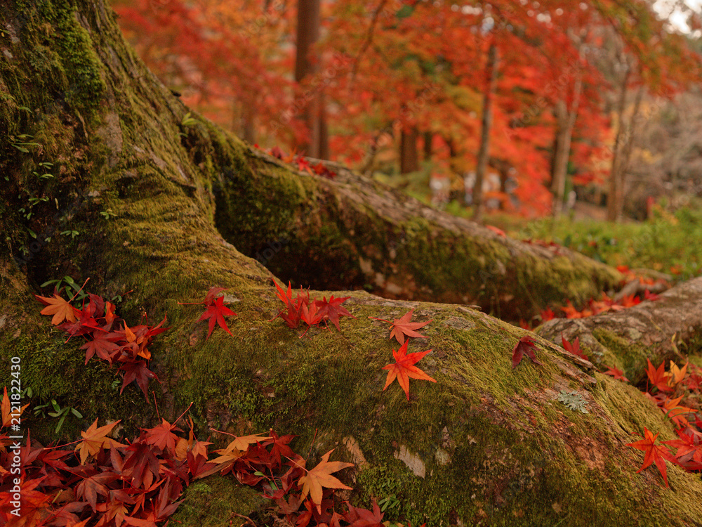 Fototapeta premium 京都・毘沙門堂門跡 苔むした大木の根と紅葉が彩る秋の寺院風景