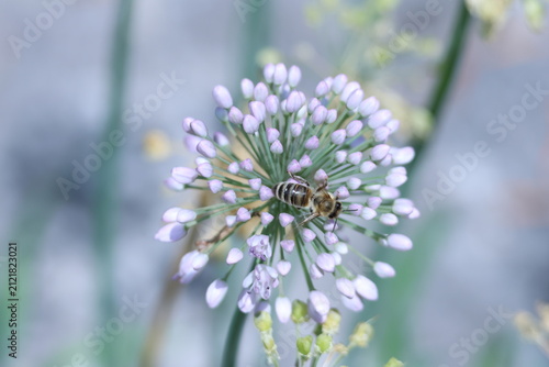 Bild auf Leinwand Abeille domestique butinant une inflorescence d’allium