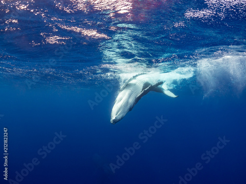 A humpback whale (Megaptera novaeangliae) surfaces in the deep blue ocean.
