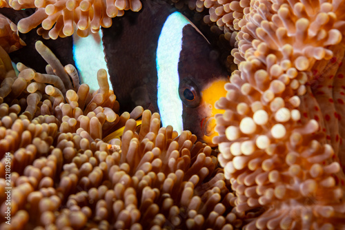 Canvastavla A Clark's anemonefish (Amphiprion clarkii) peeks out from its host anemone