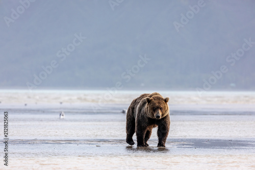 Konstfotografi Grizzly bear, Ursus arctos horribilis, crossing tidal flats