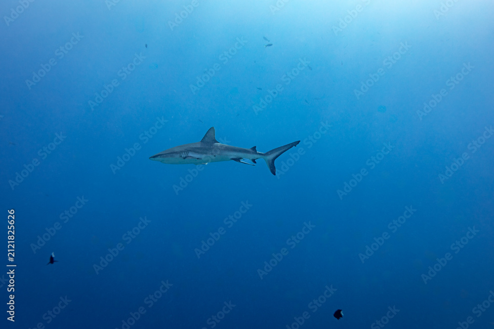 Naklejka premium A grey reef shark (Carcharhinus amblyrhynchos) swims in the clear blue ocean.