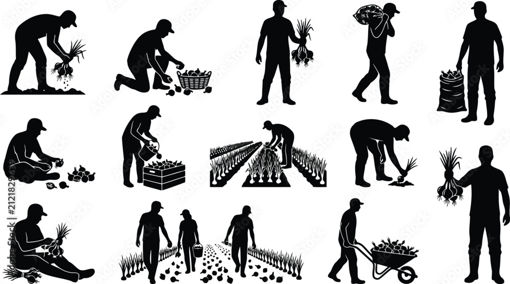 Fototapeta premium Black silhouette of farmers harvesting onions, working in fields, carrying sacks, and using wheelbarrows, isolated on a white background