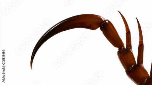 Macro close-up of a scorpion stinger isolated on a white background