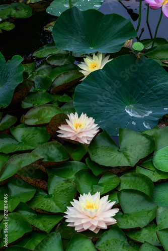 water lily in the pond
