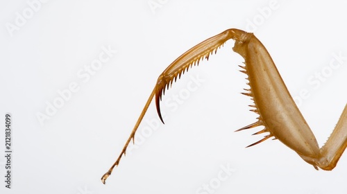 Macro shot of the raptorial foreleg of a praying mantis, showing detailed spines and structure isolated on white