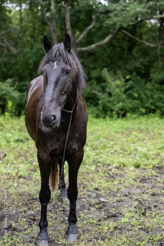 Portrait of a black horse in the field