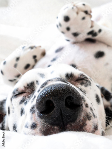 Cute photographs of dalmatians in different charming scenes, playful pet lifestyle images with a bright friendly mood and expressive spotted dogs