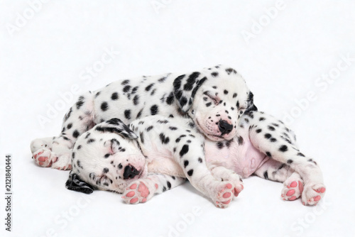 Cute photographs of dalmatians in different charming scenes, playful pet lifestyle images with a bright friendly mood and expressive spotted dogs