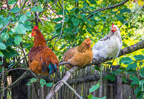 Three colorful farm hens perched on a tree branch in a rural backyard. Brown, white and golden chickens with wooden fence and green foliage in countryside nature