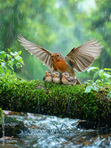 Atmospheric photograph of forest birds captured in a natural moment, with soft light, woodland mood, and a poetic sense of wildlife and nature