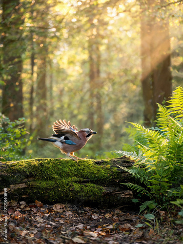 Atmospheric photograph of forest birds captured in a natural moment, with soft light, woodland mood, and a poetic sense of wildlife and nature