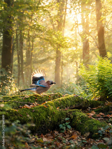 Atmospheric photograph of forest birds captured in a natural moment, with soft light, woodland mood, and a poetic sense of wildlife and nature