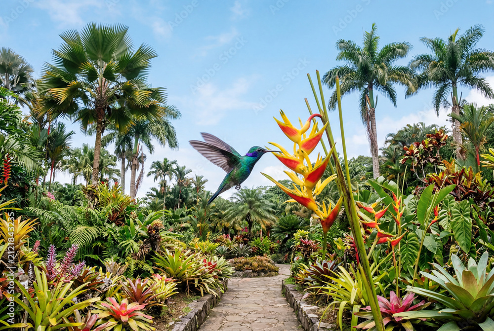 Fototapeta premium Hummingbird flying toward bright tropical flowers in lush botanical garden