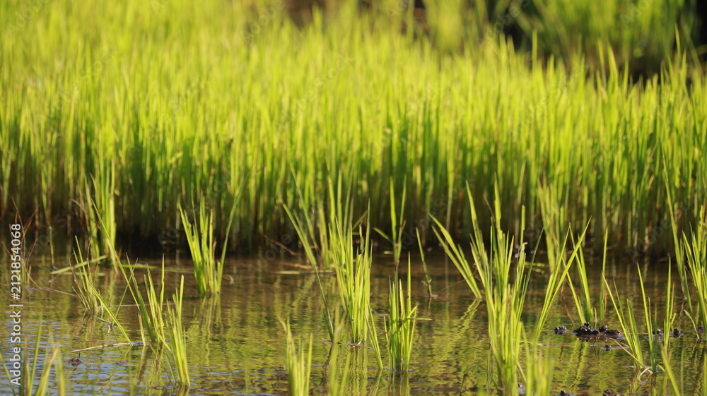 Obraz premium Vibrant green rice seedlings growing in a flooded paddy field reflecting bright sunlight during agricultural season