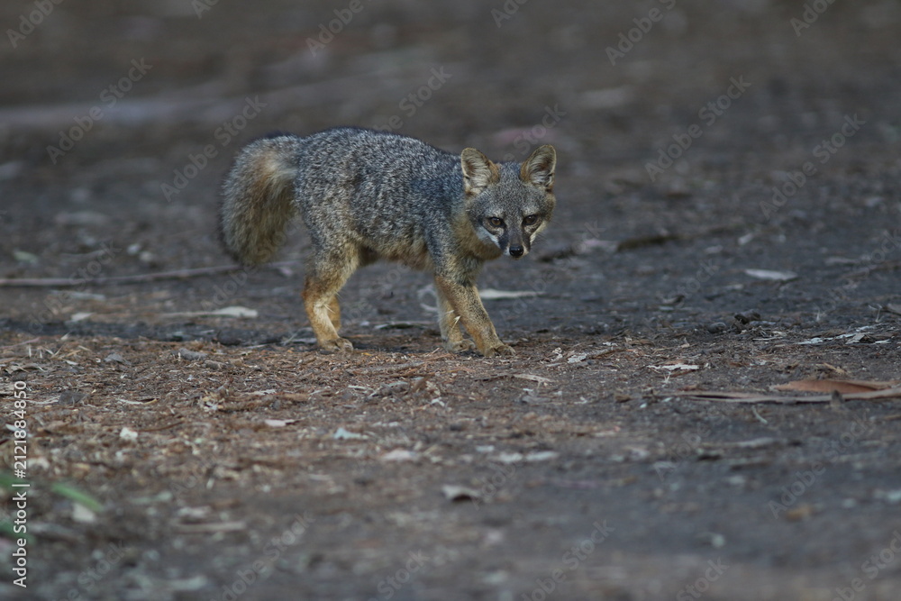 Фотография Foxes and Foxtails