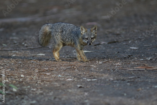 Фотография Foxes and Foxtails