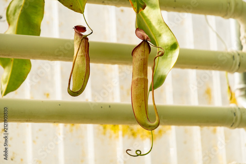 Tropical pitcher or Nepenthes Mirabilis plant in Saint Gallen in Switzerland 15.6.2026