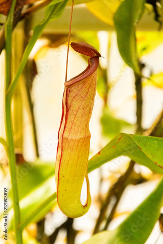 Tropical pitcher or Nepenthes Mirabilis plant in Saint Gallen in Switzerland 15.6.2026