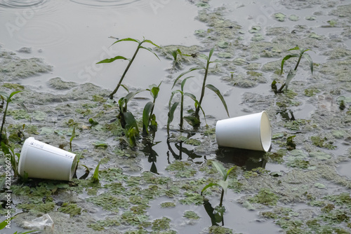 Foto Discarded disposable paper cups polluting a stagnant pond or wetland