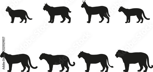 Photography Wild and Domestic Cats Silhouette Vector Icons Set for Animal Comparison