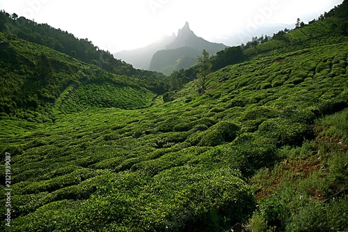 Quadro su tela Panoramic Tea Estate Landscape with Mountain Peak in the Nilgiri Hills, India