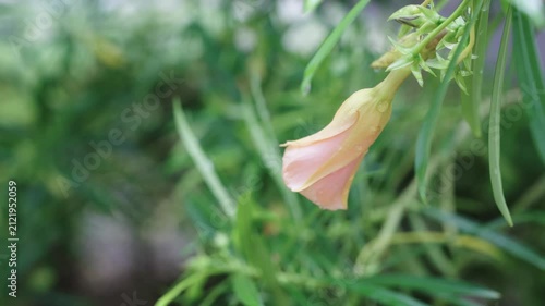 delicate peach-colored flower bud covered in fresh morning dew drops. Lush green leaves create a soft bokeh background. Elegant botanical nature photography in a tropical garden.