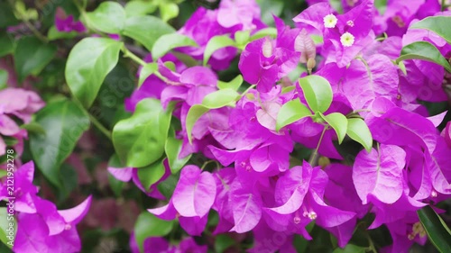 Vibrant purple bougainvillea flowers in full bloom with lush green leaves. Beautiful tropical floral background for nature, garden, and summer design concepts. Close-up outdoor shot.