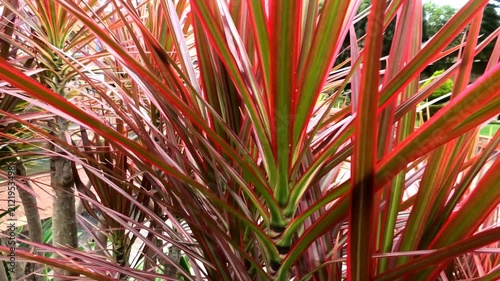 Long colorful leaves of garden plants swaying in the gentle breeze