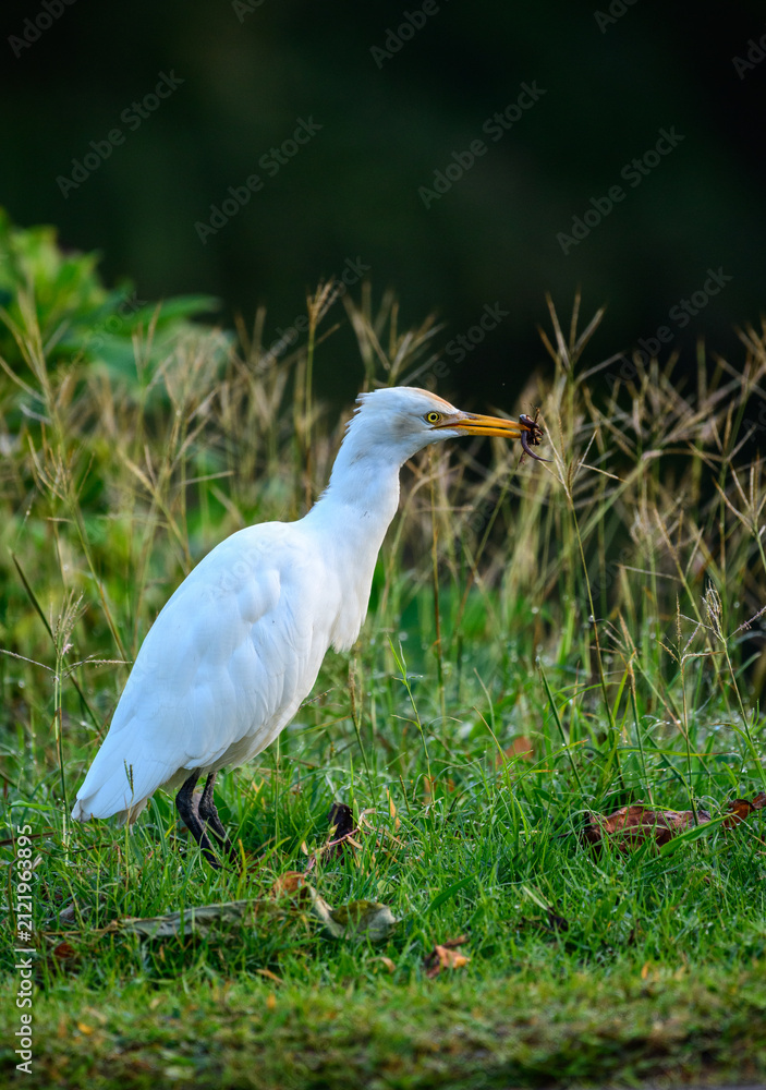 Obraz premium Cattle egret standing in lush green grass with a freshly caught skink in its beak