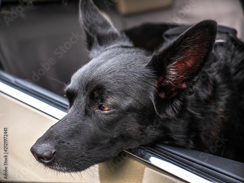 Black Dog in a Car on a Road Trip