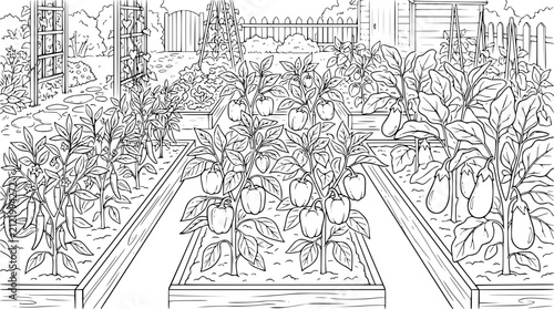 Vegetable Garden Coloring Page with Raised Beds Peppers and Eggplants