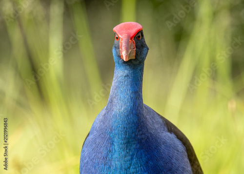An alert purple swamphen gives the photographer the comical eye as it looks out under its impressive red frontal shield and displays its blue feather colors on the Gold Coast in Queensland, Australia.