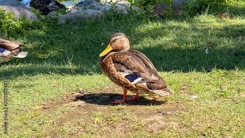 Canvastavla Female mallard duck standing on grass near pond in sunlight