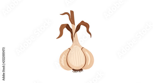 Фотография Whole garlic bulb with dried leaves and roots