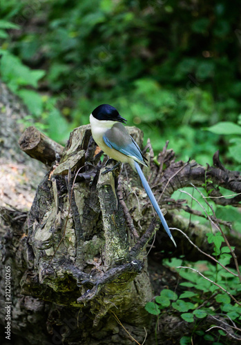 Cuadro en lienzo The grey magpie perched on the old tree roots glances back for a moment