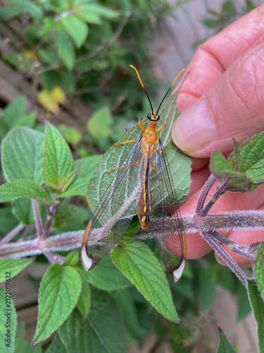 Outdoor close up view of a Blue Eyes Lacewing insect